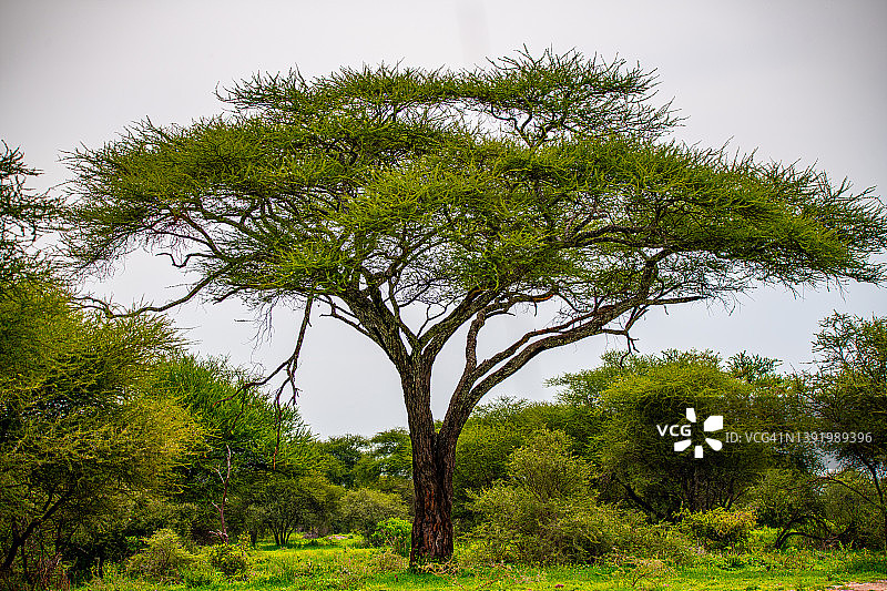 伞树，（Acacia tortilis），坦桑尼亚塔兰吉雷国家公园图片素材