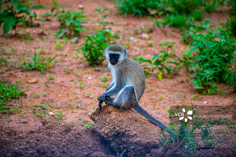 坦桑尼亚塔兰吉雷国家公园的长尾猕猴图片素材