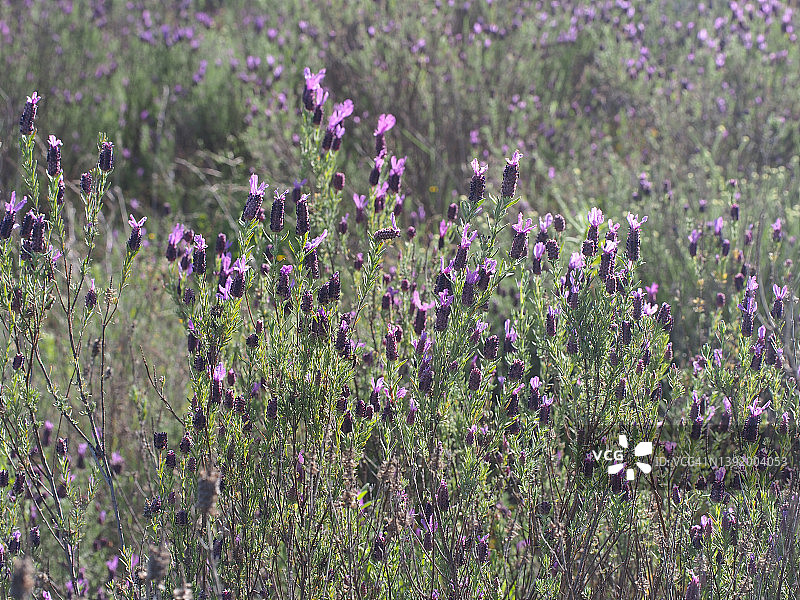 法国薰衣草（Lavandula stoechas）图片素材