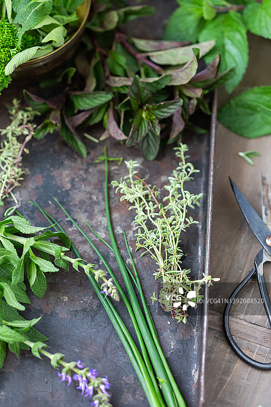 大量新鲜绿色烹饪用草本植物图片素材