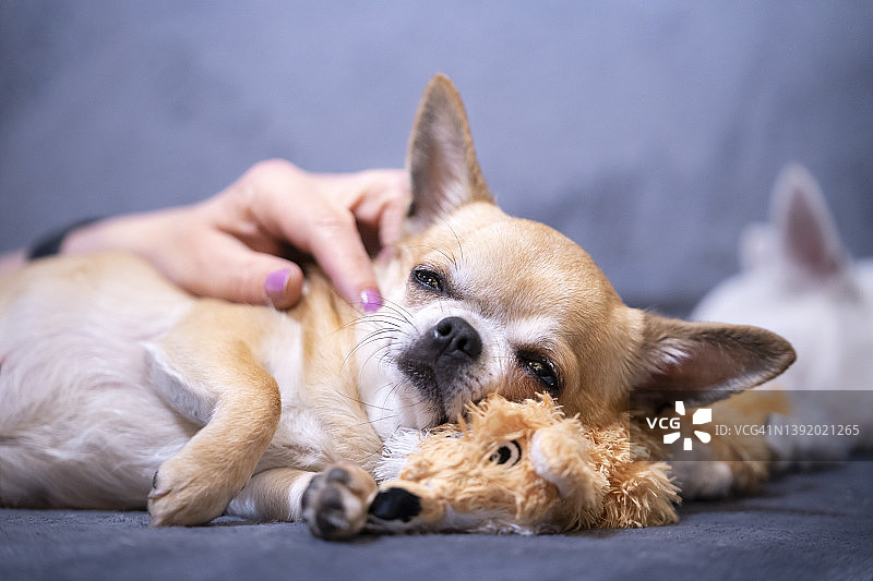 抚摸一只睡着的狗图片素材
