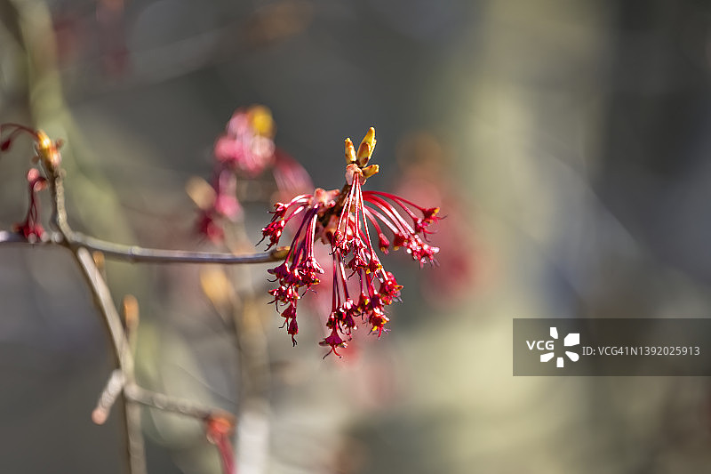 春意盎然图片素材