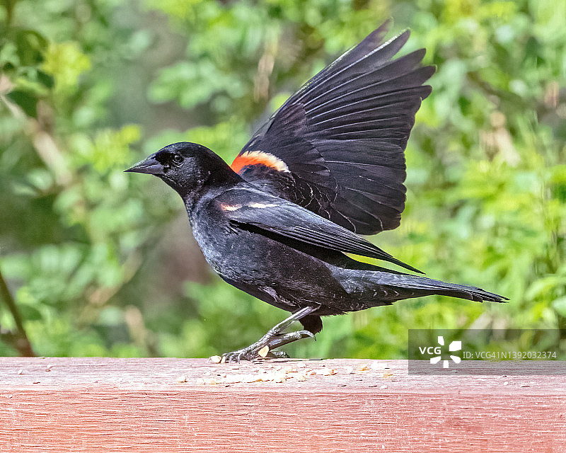 红翅黑鹂在后院展翅图片素材