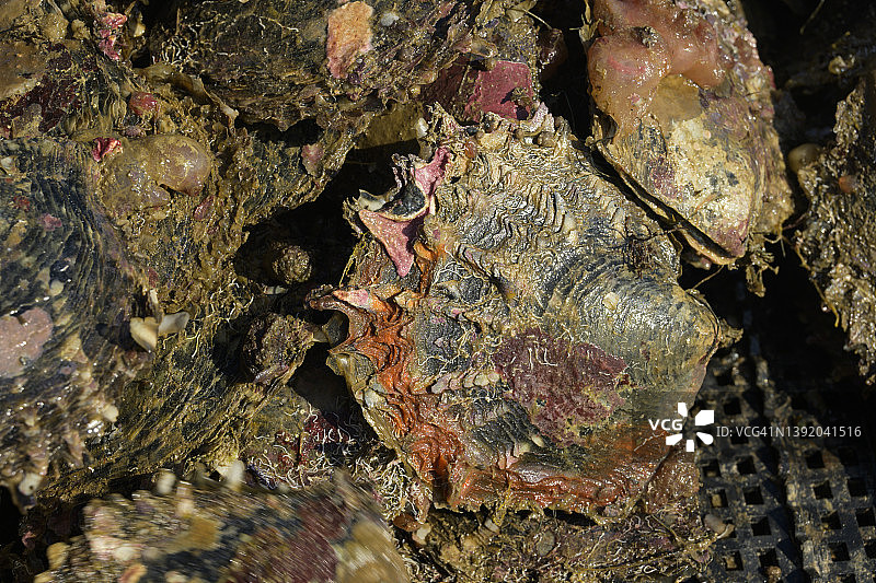 黑唇珍珠贝图片素材