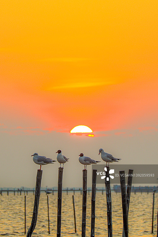 栖息在竹筒上的鸟图片素材