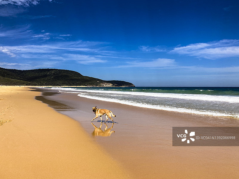 帕蒂海滩与澳洲野狗，新南威尔士州中海岸图片素材
