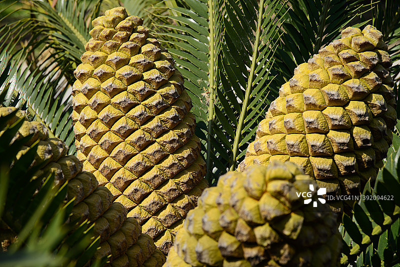 东开普巨型苏铁图片素材