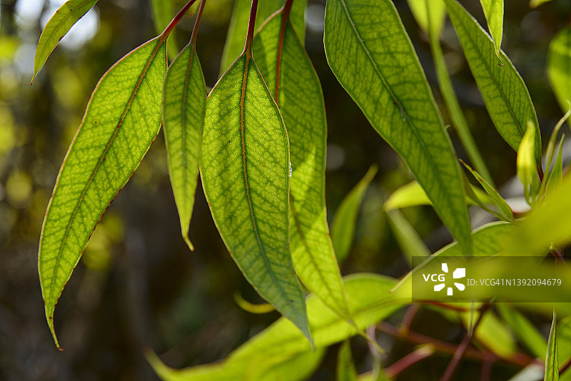 伞形桉树叶图片素材
