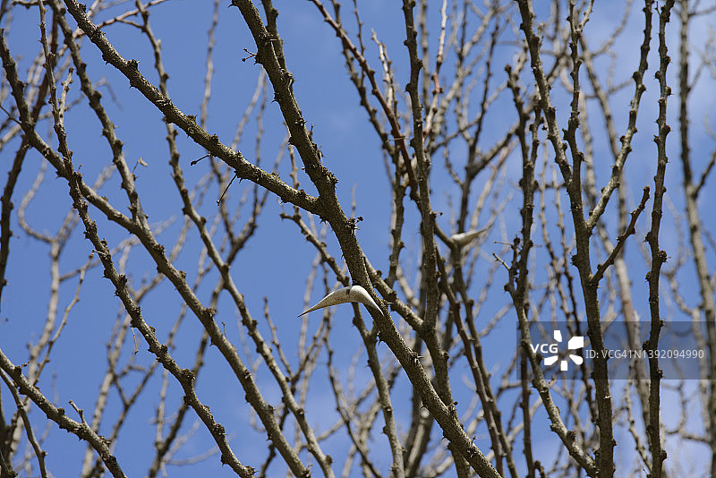 气球刺金合欢树图片素材