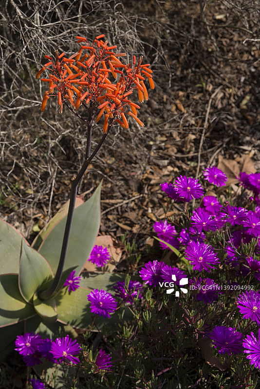 赛氏露草和条纹芦荟图片素材