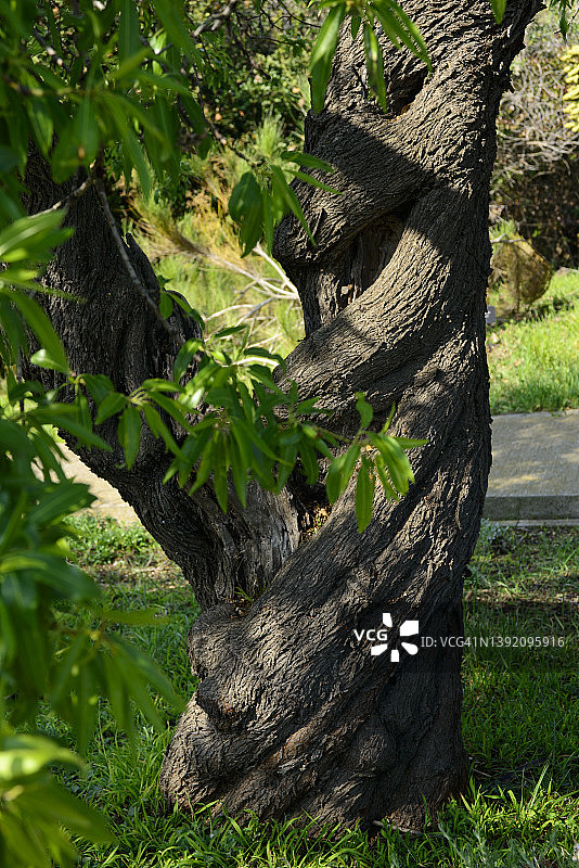 杏树(Prunus dulcis)图片素材