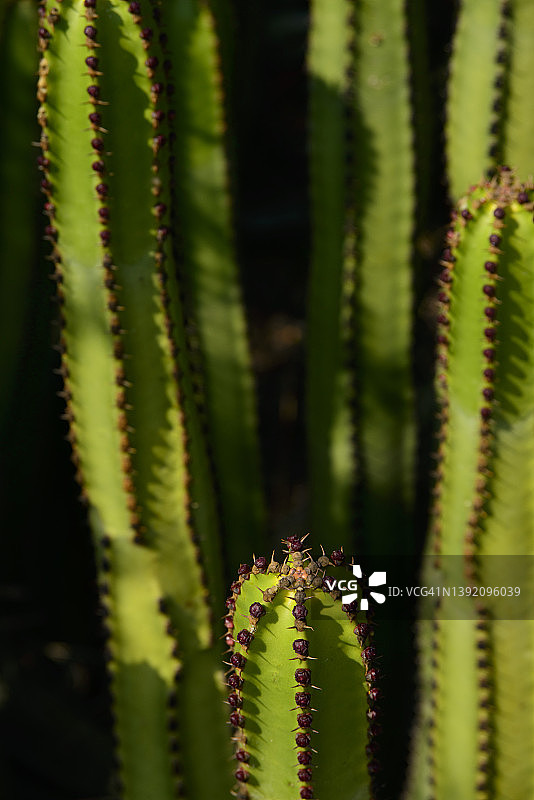 加那利大戟图片素材