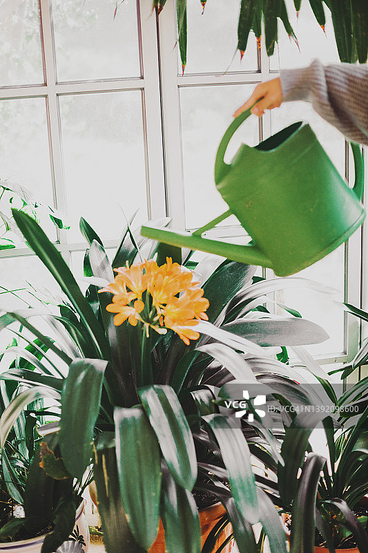 年轻女人在家浇花图片素材