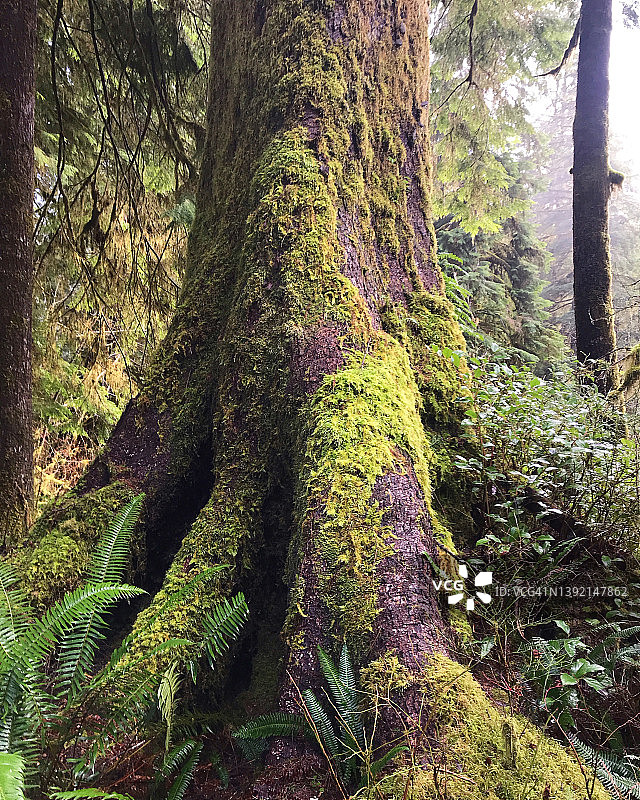 奥林匹克国家公园雨林中覆盖着苔藓的古老树木特写图片素材