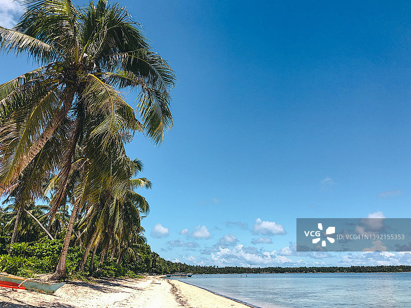锡亚高岛棕榈树遍布的空旷海滩图片素材