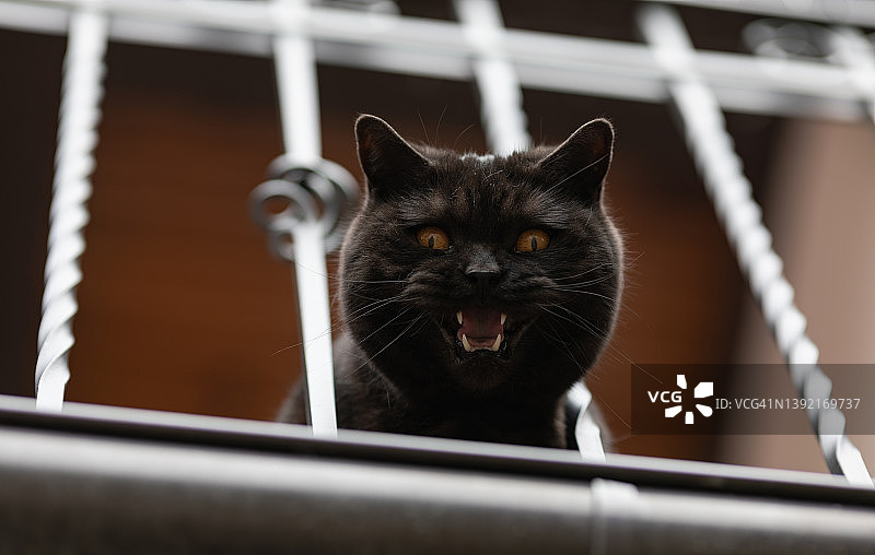 叫唤的猫图片素材