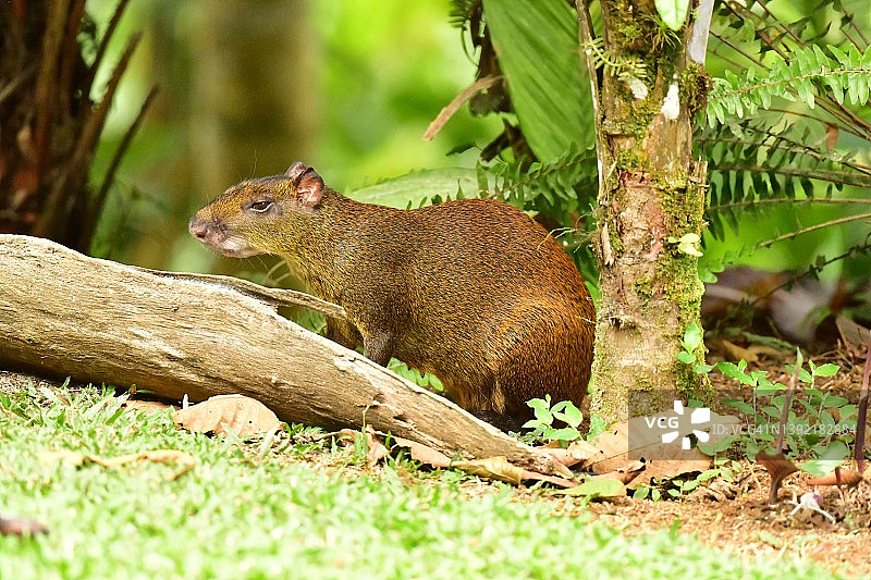 哥斯达黎加的刺豚鼠图片素材