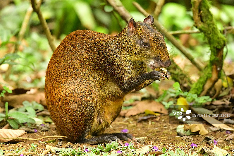 哥斯达黎加正在觅食的野生刺豚鼠图片素材