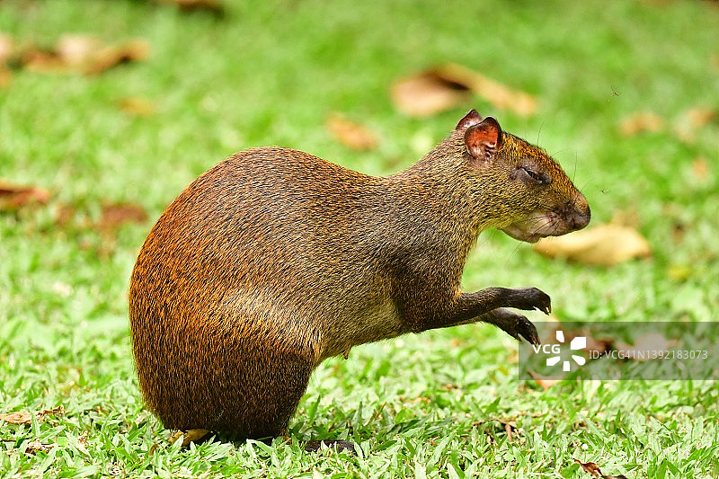 哥斯达黎加的野生刺豚鼠图片素材