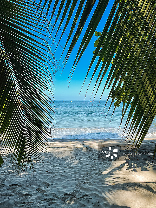 透过棕榈叶看到的沙滩和海洋热带景色图片素材