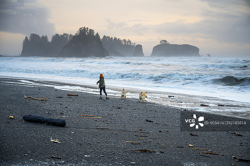 女人在奥林匹克海岸与狗玩耍图片素材