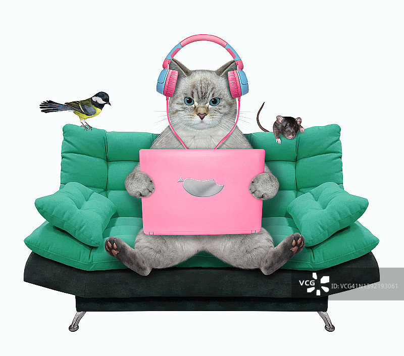 灰色猫在绿色沙发上使用粉色笔记本电脑图片素材