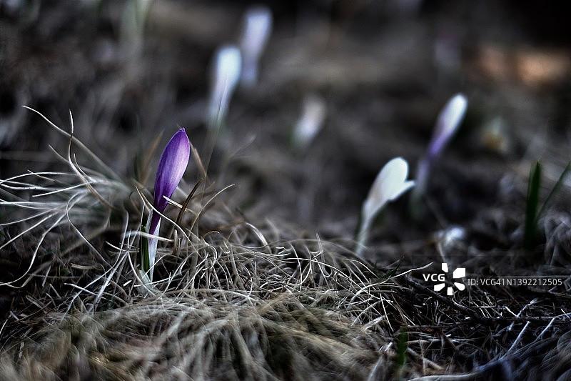 傍晚草甸上的番红花图片素材