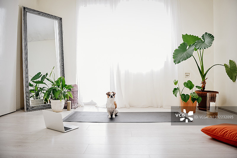 独自在家中地毯上的悲伤的狗图片素材