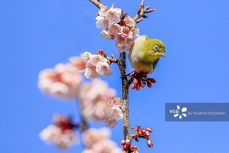 蓝天下的樱花和白眼鸟图片素材