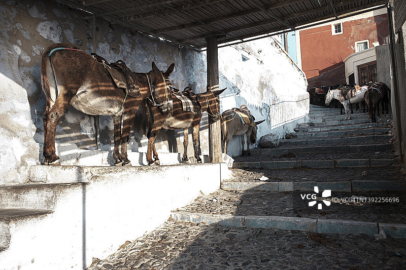 在希腊圣托里尼，等待游客欣赏地中海独特建筑的驴子图片素材