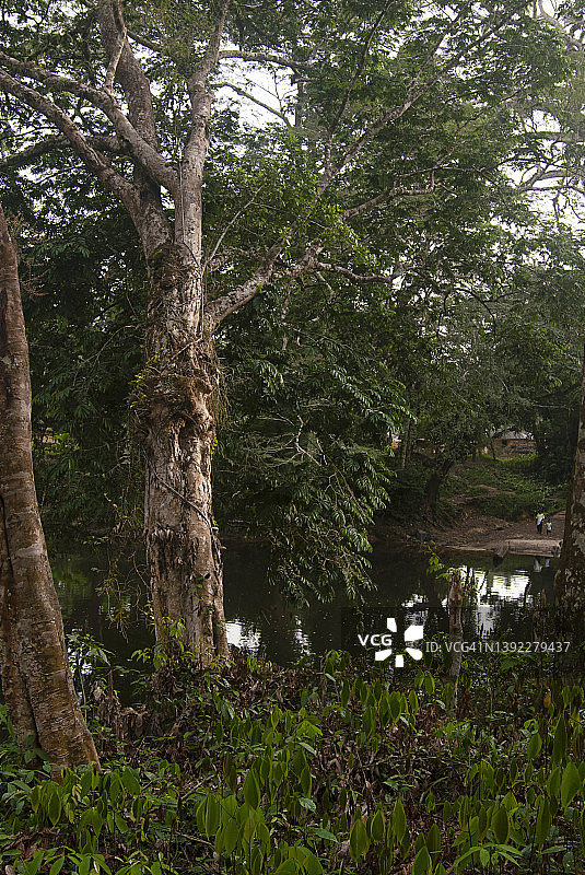 流经利比里亚茂密热带雨林的马赫河，西非图片素材