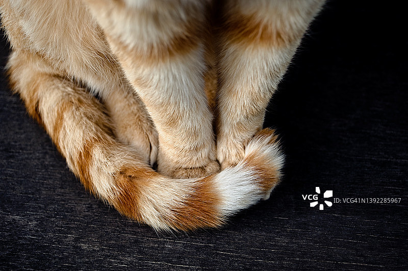 坐着的猫图片素材