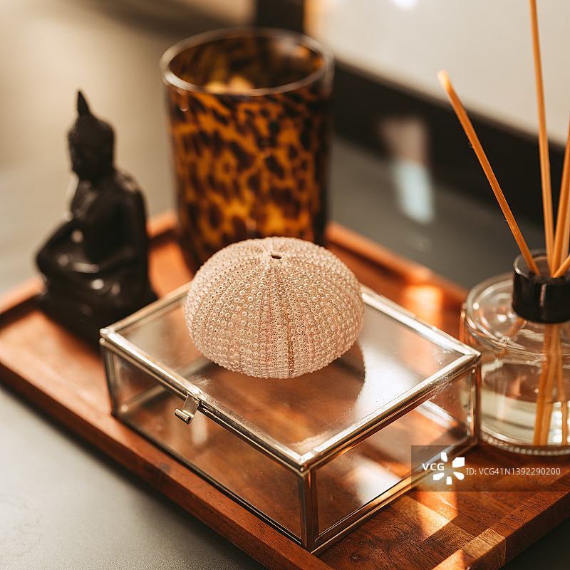 带有海胆壳的家居装饰静物图片素材