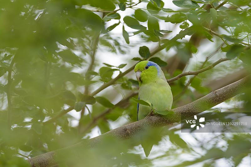 太平洋鹦鹉栖息在厄瓜多尔马纳比省树枝上图片素材