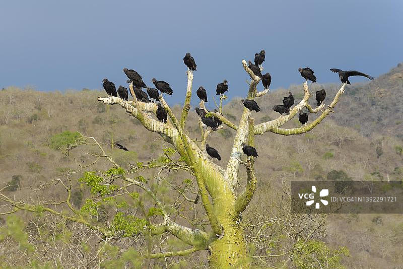 厄瓜多尔马纳比省，在木棉树上的鸦群(Coragyps atratus)图片素材