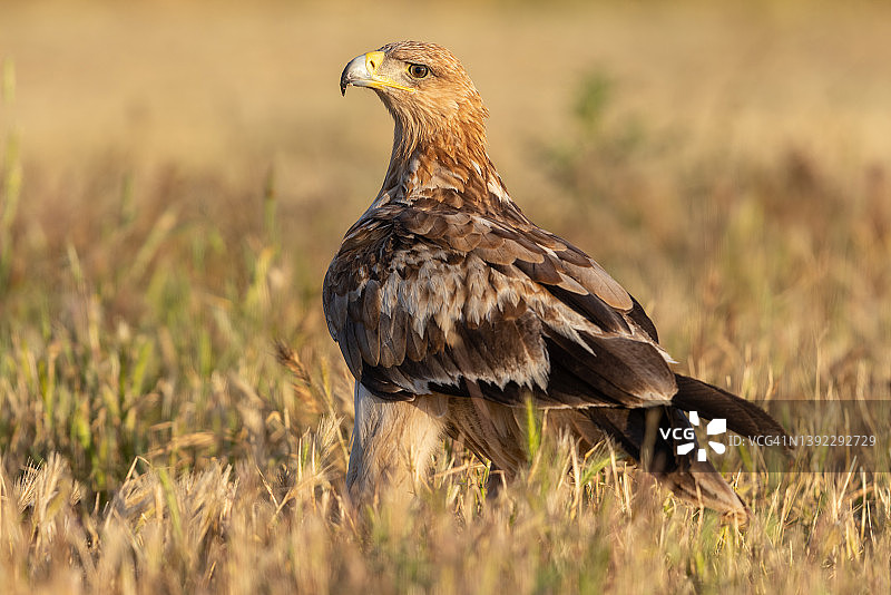 戏剧光线下西班牙皇鹰图片素材