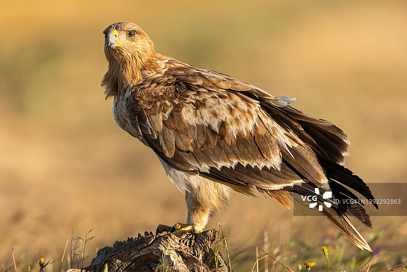 戏剧光线下西班牙皇鹰图片素材