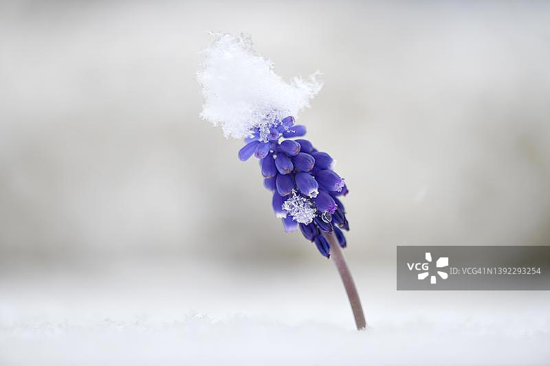 亚美尼亚葡萄风信子，从积雪下探出头的春花，冬季迟来，德国巴登-符腾堡州图片素材