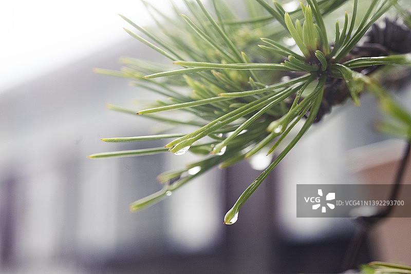 微距镜头下的小型日本盆景绿色叶子上的水滴图片素材