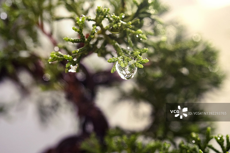 微距镜头下的小型日本盆景绿色叶子上的水滴图片素材