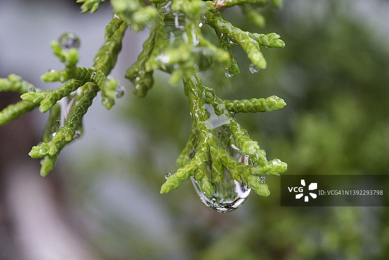 微距镜头下的小型日本盆景绿色叶子上的水滴图片素材