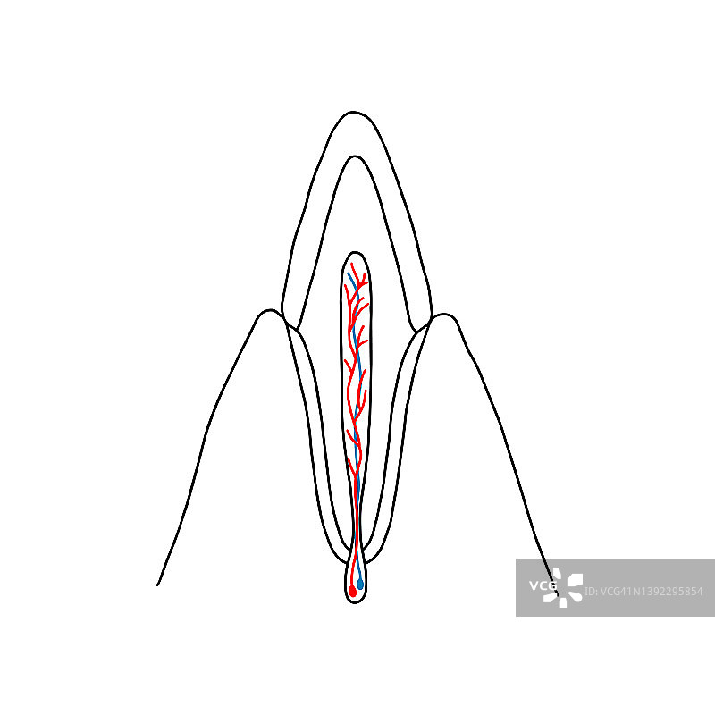 人类犬齿的纵向切面图片素材