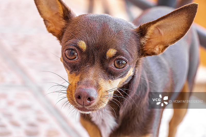 可爱的墨西哥棕色吉娃娃狗肖像图片素材
