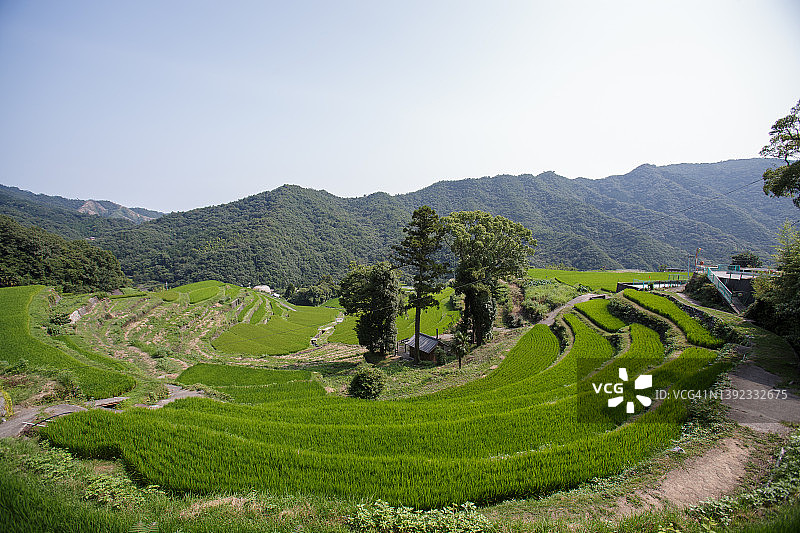夏季的梯田图片素材