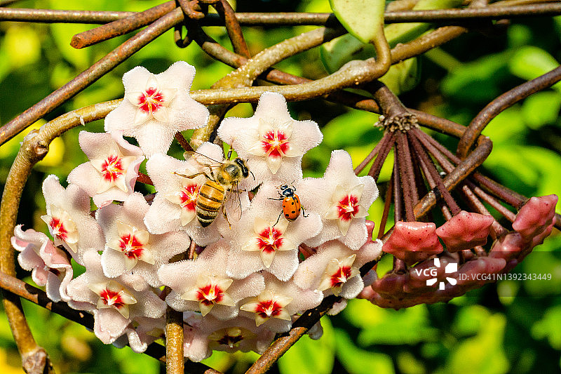 球兰，瓷花或蜡 plant图片素材