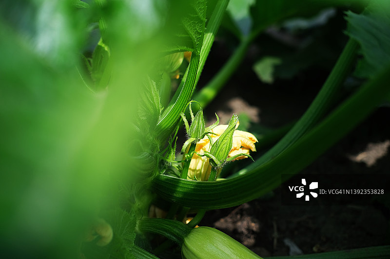 生长中的蔬菜植物图片素材