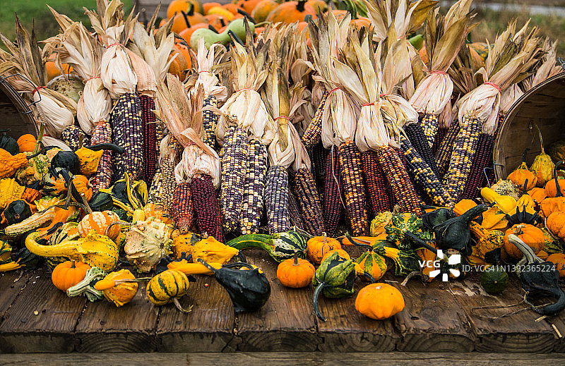 来自花园的秋季礼物图片素材