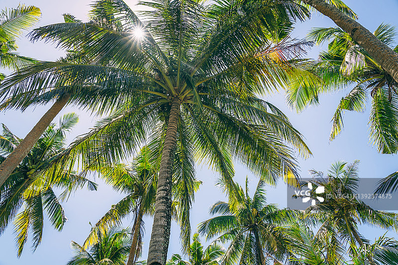 阳光下的热带棕榈叶图片素材
