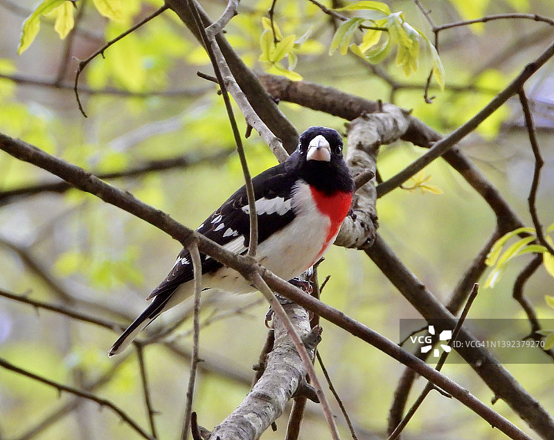 红胸朱雀图片素材