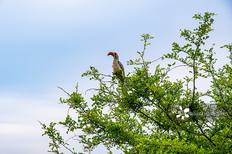 坦桑尼亚塔兰吉雷国家公园里的红嘴犀鸟图片素材